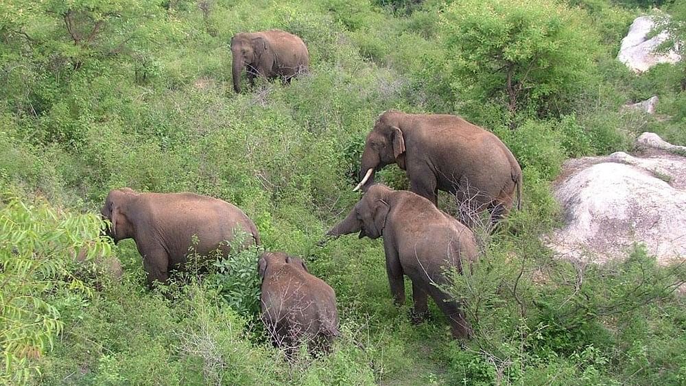 <div class="paragraphs"><p>Representative image of herd of elephants.</p></div>