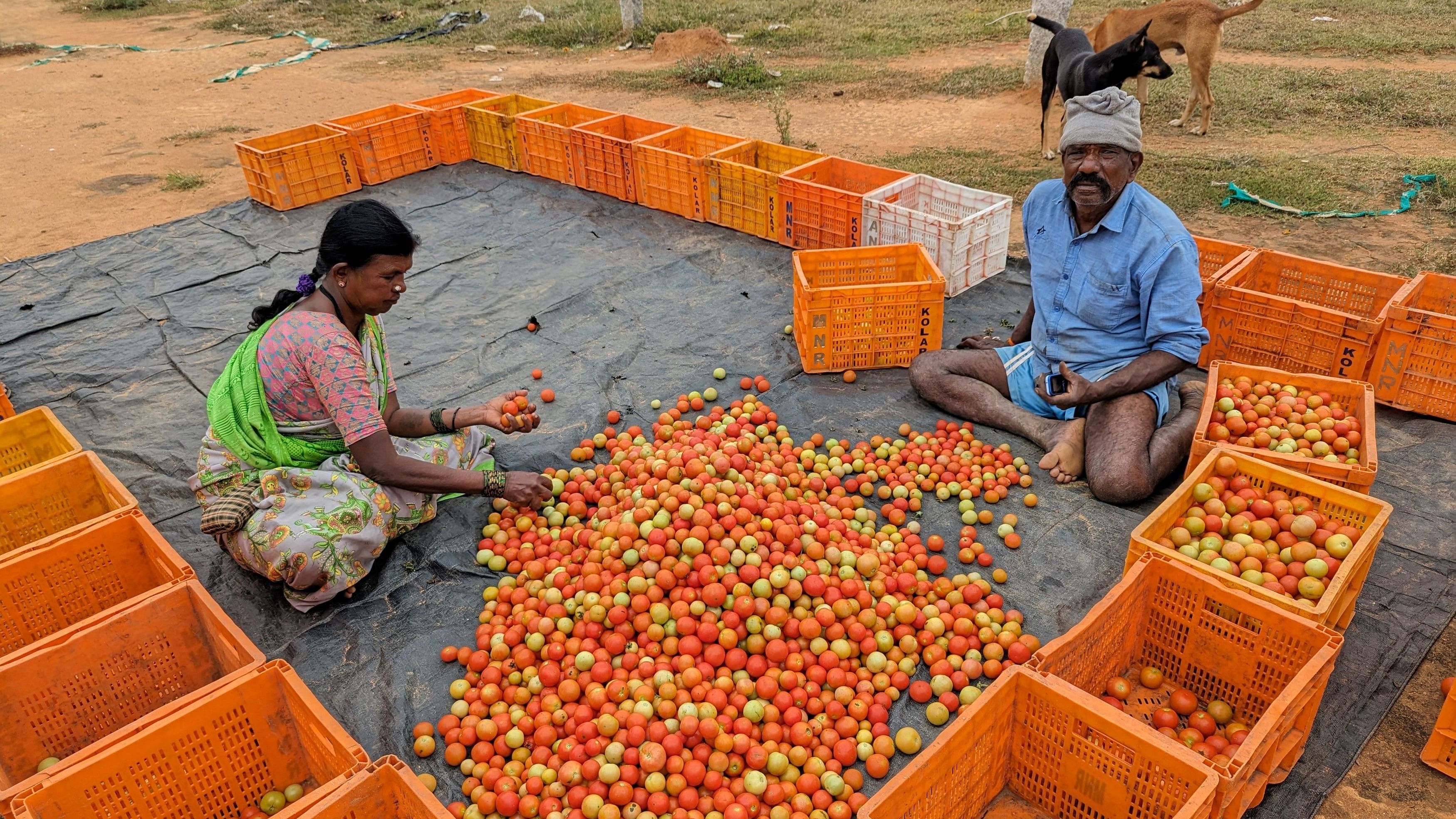 <div class="paragraphs"><p>Venkatramappa, 70, a farmer, and his wife sort through their mosaic virus-impacted tomato harvest, in Kolar district, in the southern state of Karnataka, India, July 24, 2023.</p></div>