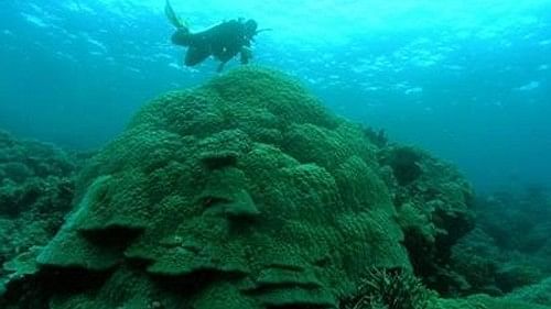 <div class="paragraphs"><p>Representative Image of the Great Barrier Reef.</p></div>