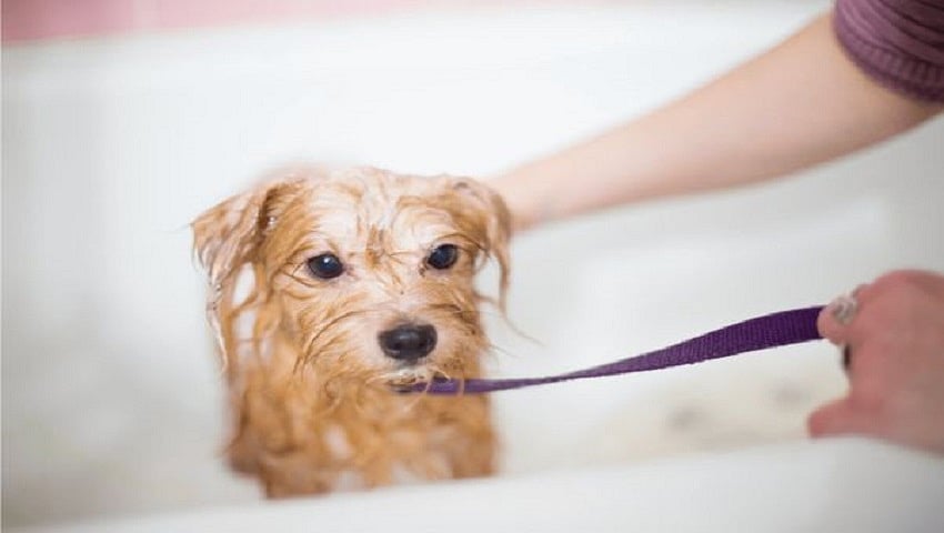 The BEST Oatmeal and Aloe Dog Shampoo