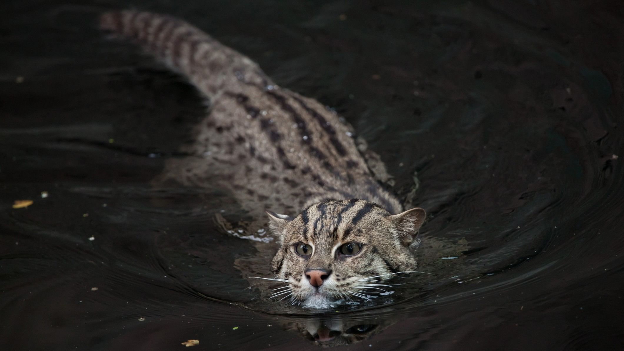 <div class="paragraphs"><p>Fishing cat.</p></div>