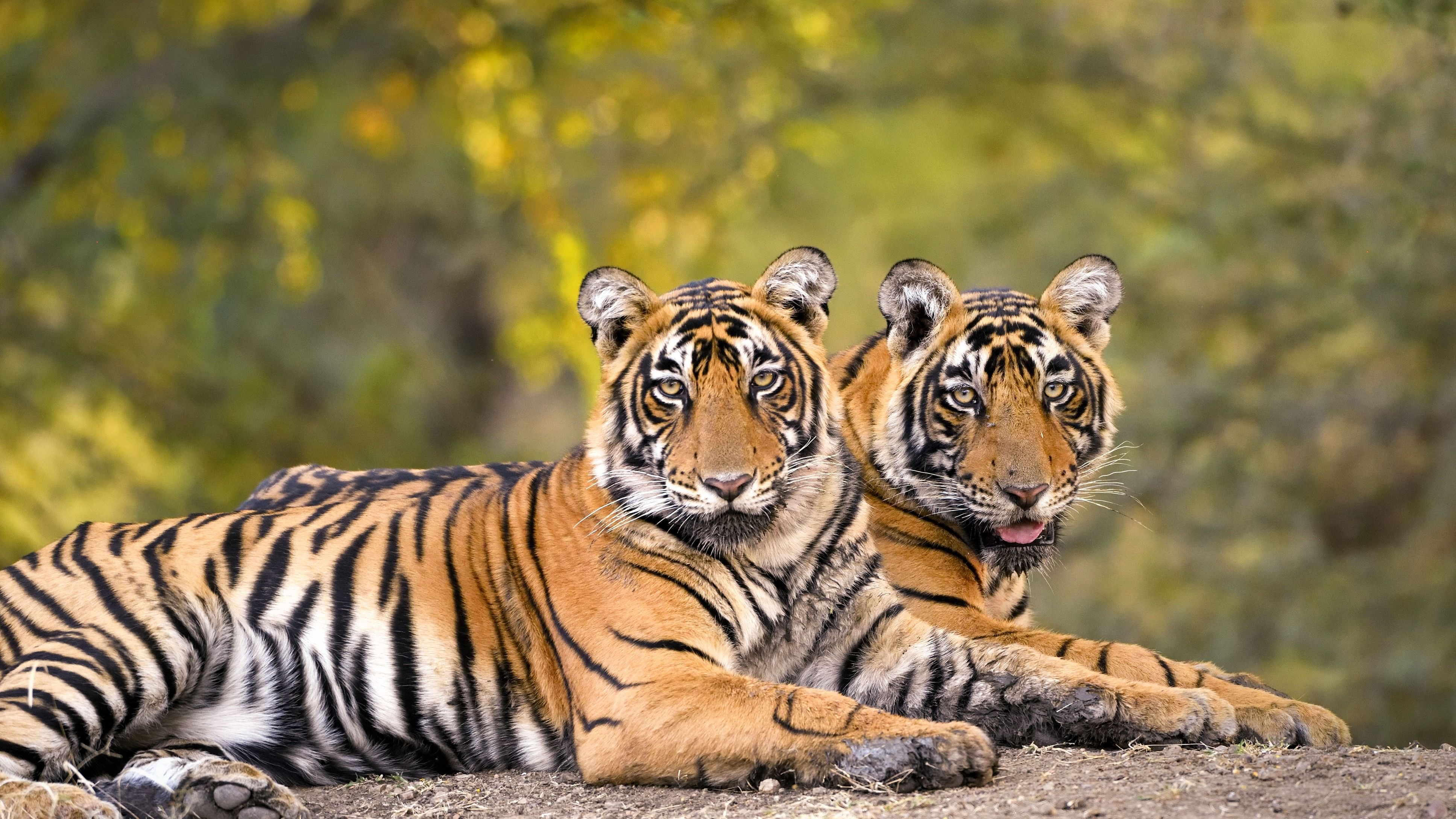 <div class="paragraphs"><p>Representative image of tigers in forests.&nbsp;</p></div>