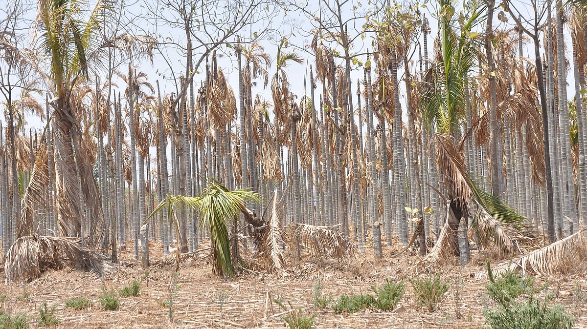 13% of Karnataka’s area under ‘severe stress’ for moisture