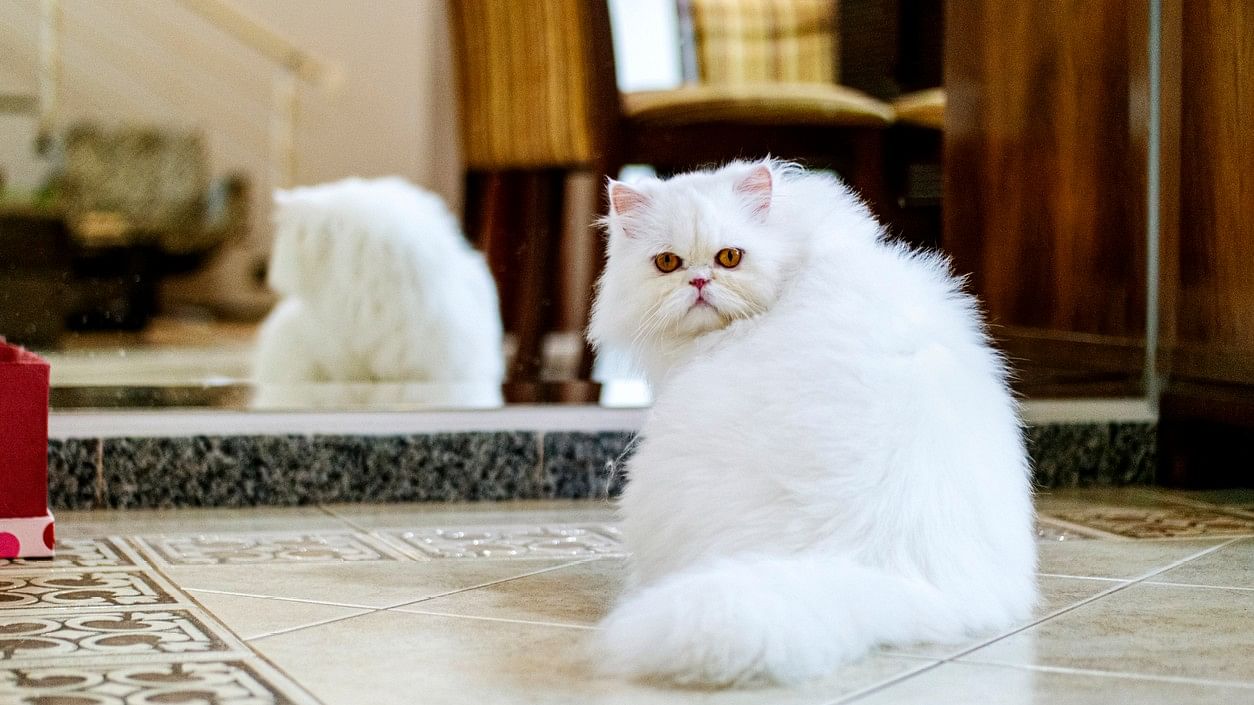 <div class="paragraphs"><p>Representative image of Persian cat.</p></div>