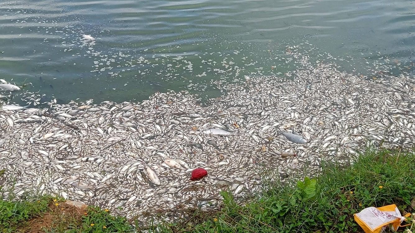 <div class="paragraphs"><p>At least 1,000 dead fish were found floating in the Chikkanagamangala lake near Electronics City on Sunday. </p></div>