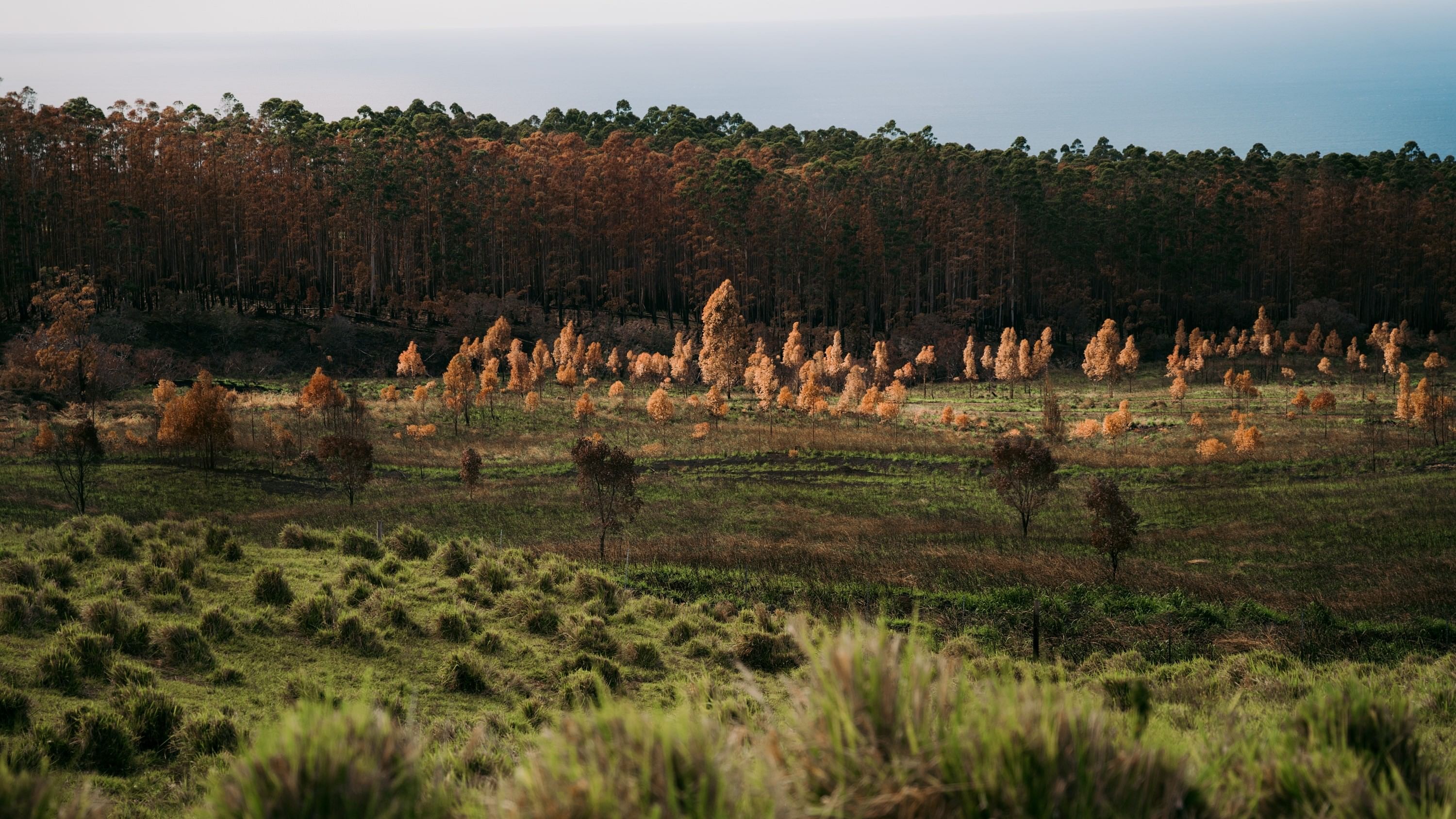 How Climate Change Turned Lush Hawaii Into a Tinderbox