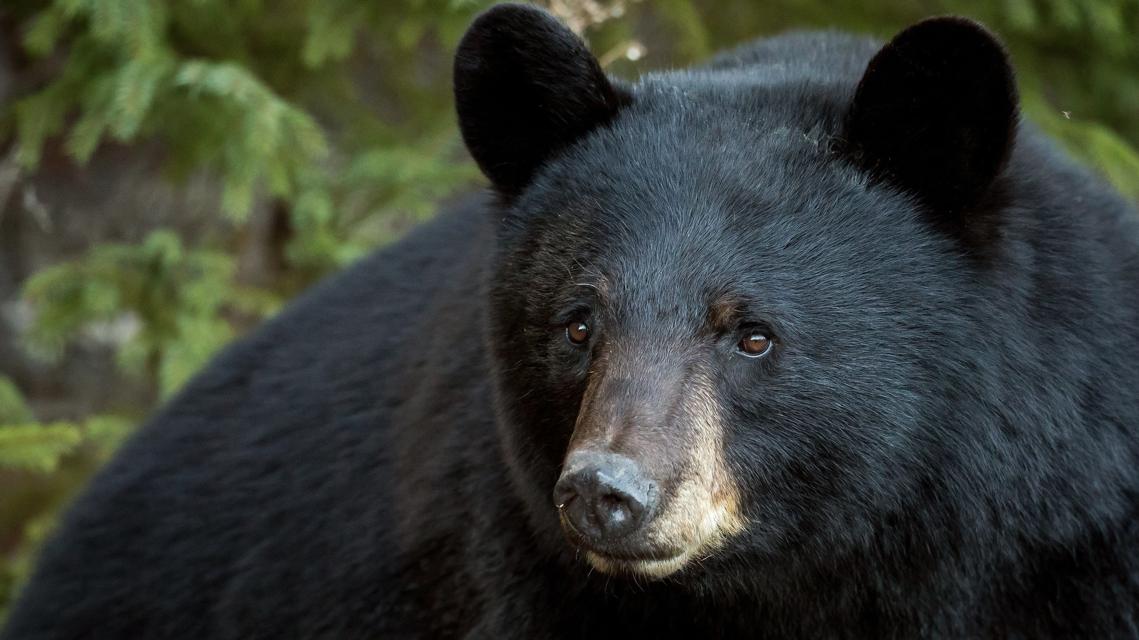 <div class="paragraphs"><p>Representative image showing an American black bear.</p></div>