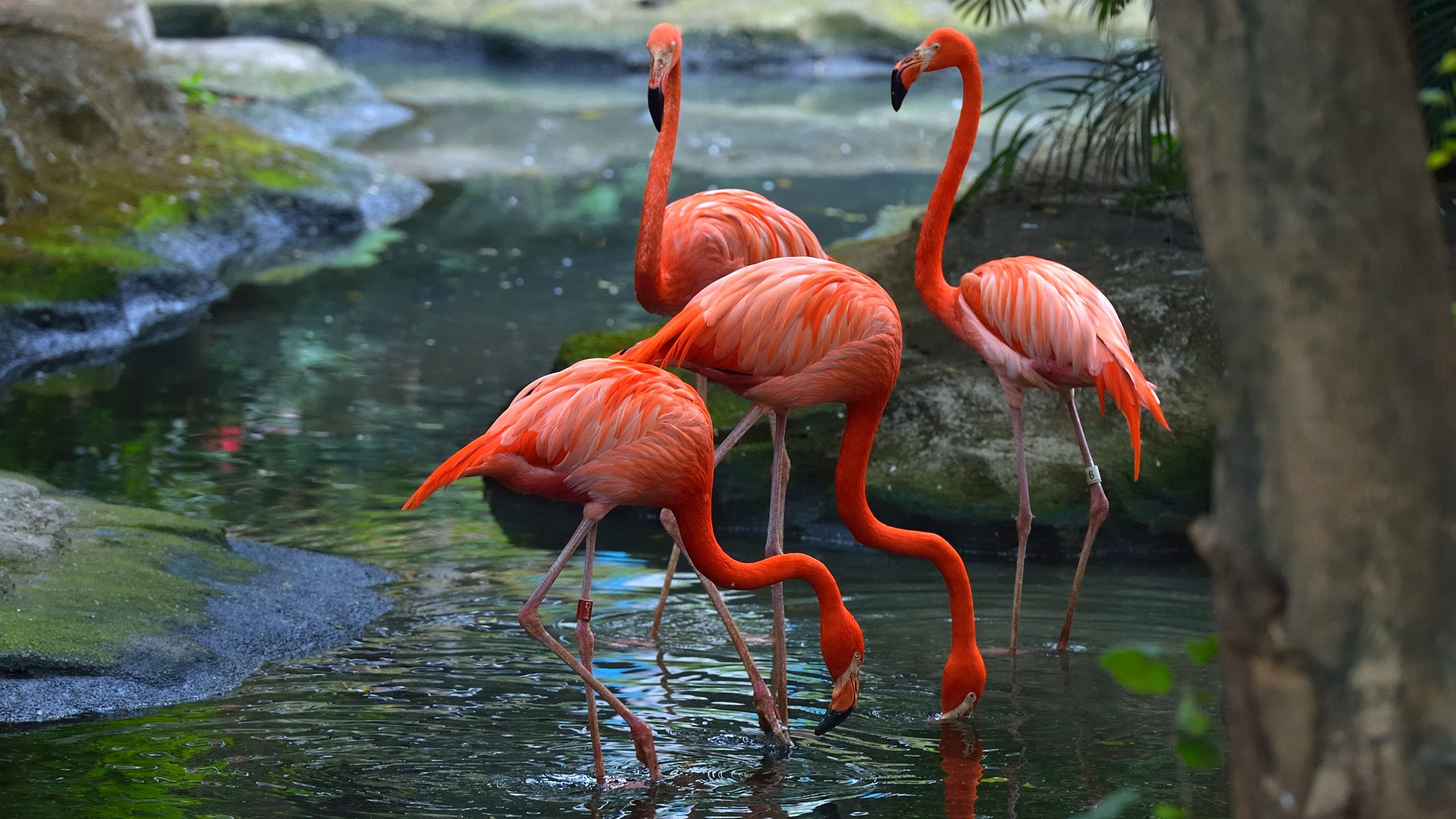 <div class="paragraphs"><p>Greater Flamingo.</p></div>