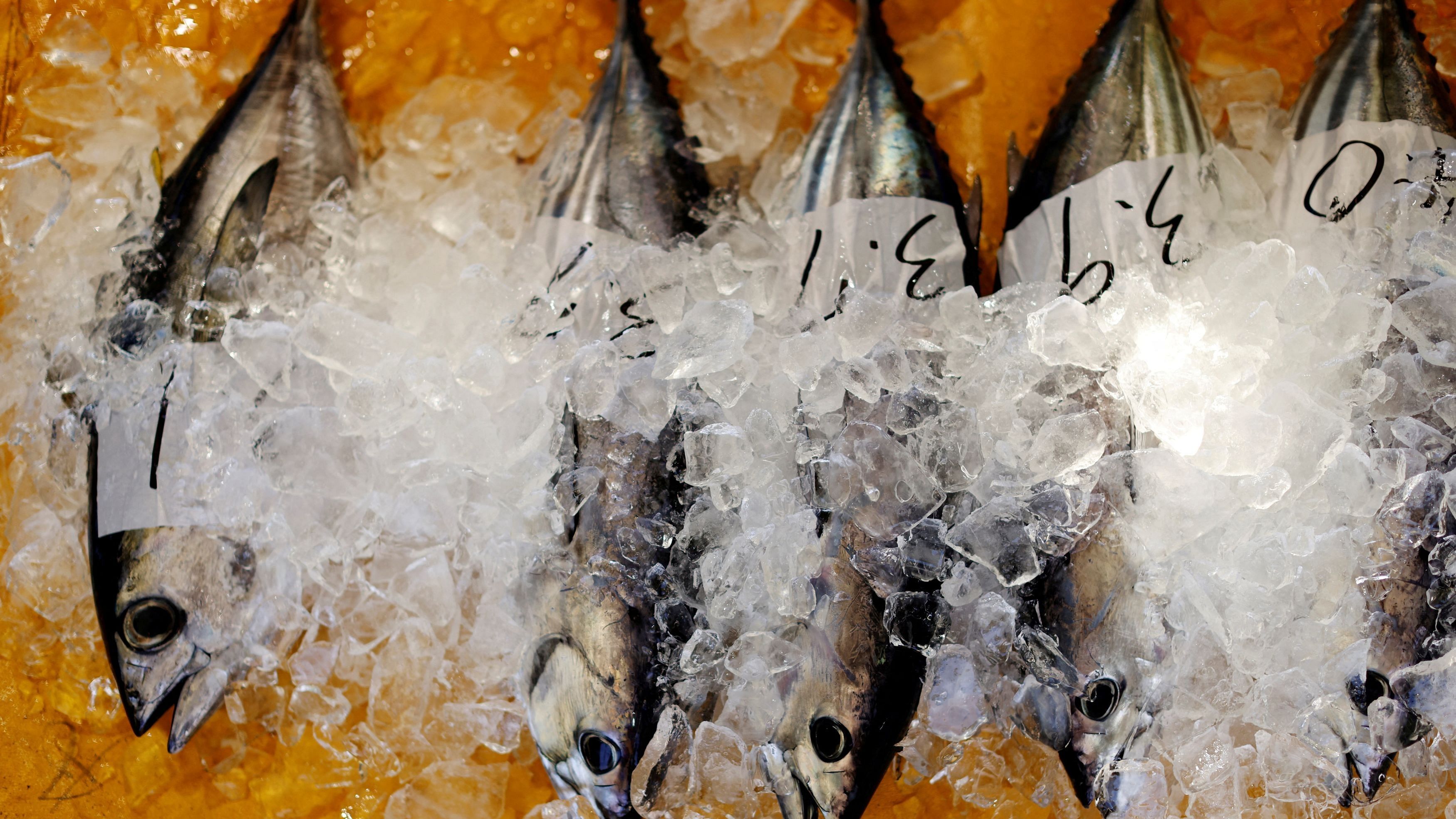 <div class="paragraphs"><p>Katsuo (skipjack tuna) are kept in ice during a wholesale auction at Kure Port, in Nakatosa Town, Kochi Prefecture, Japan.</p></div>