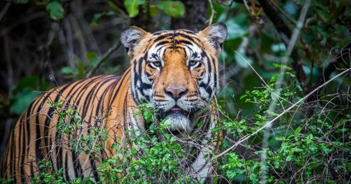 Eight-year-old boy mauled to death by tiger in Mysuru