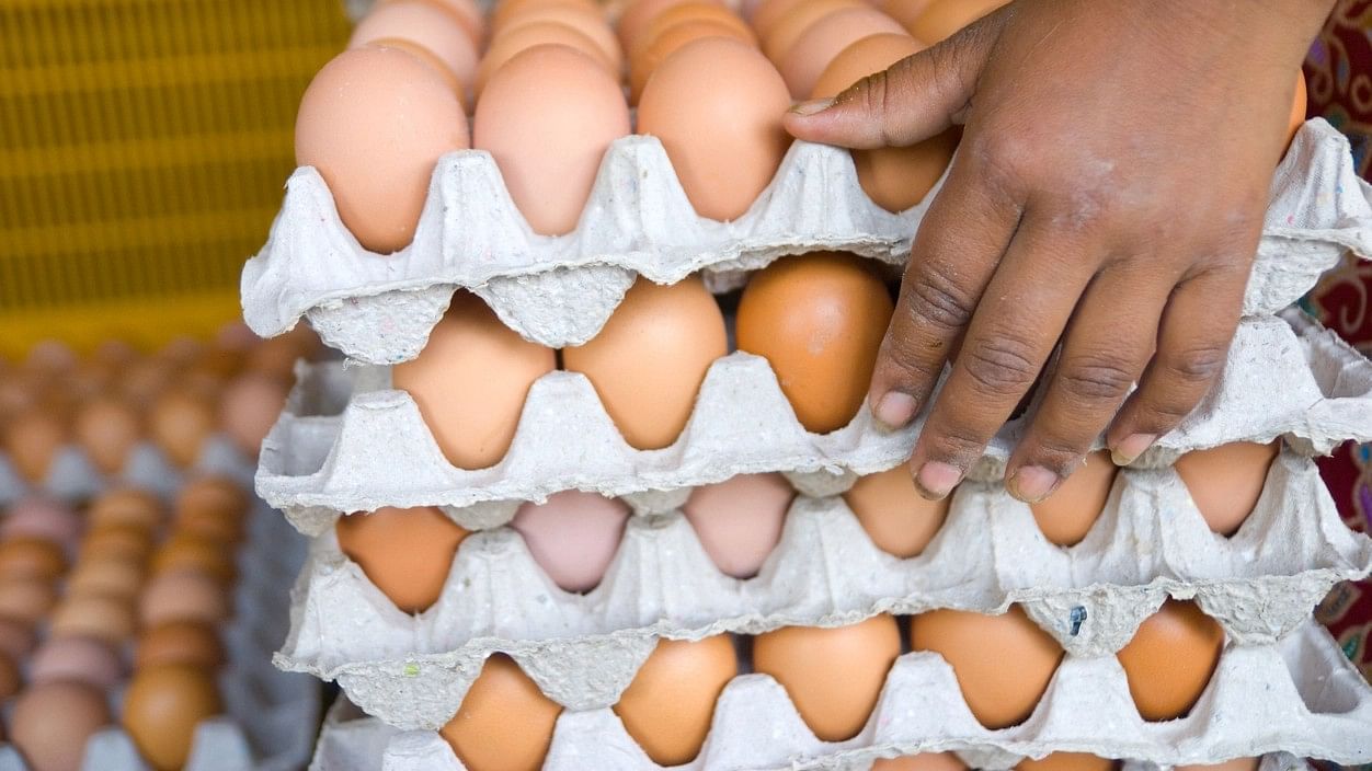 <div class="paragraphs"><p>Representative image of eggs.</p></div>