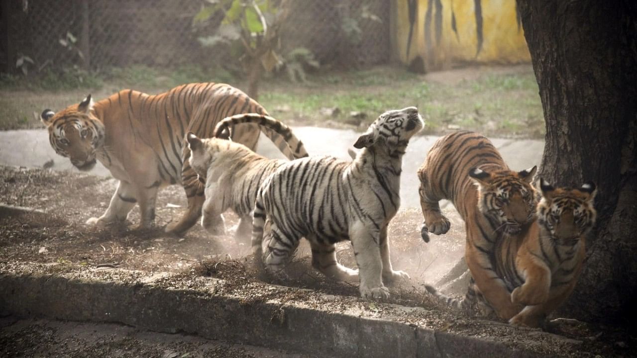 <div class="paragraphs"><p>Representative image of tiger cubs at Tamil Nadu reserve.</p></div>