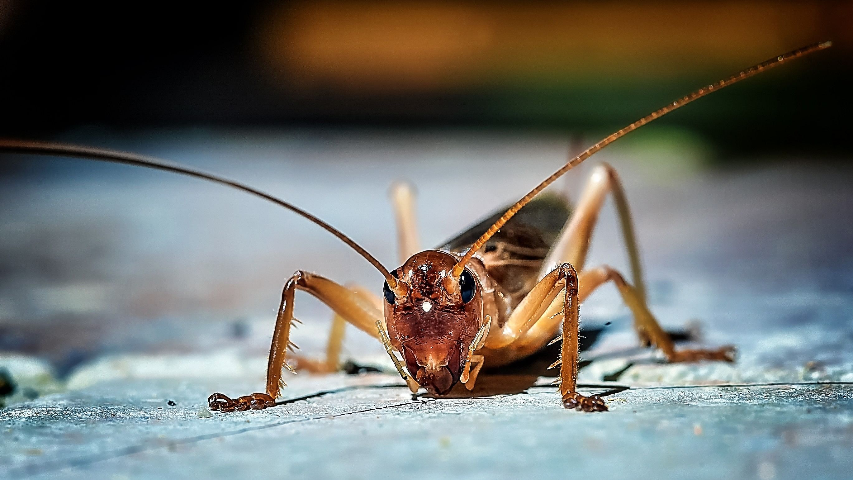 <div class="paragraphs"><p>Representative image of a cricket.</p></div>