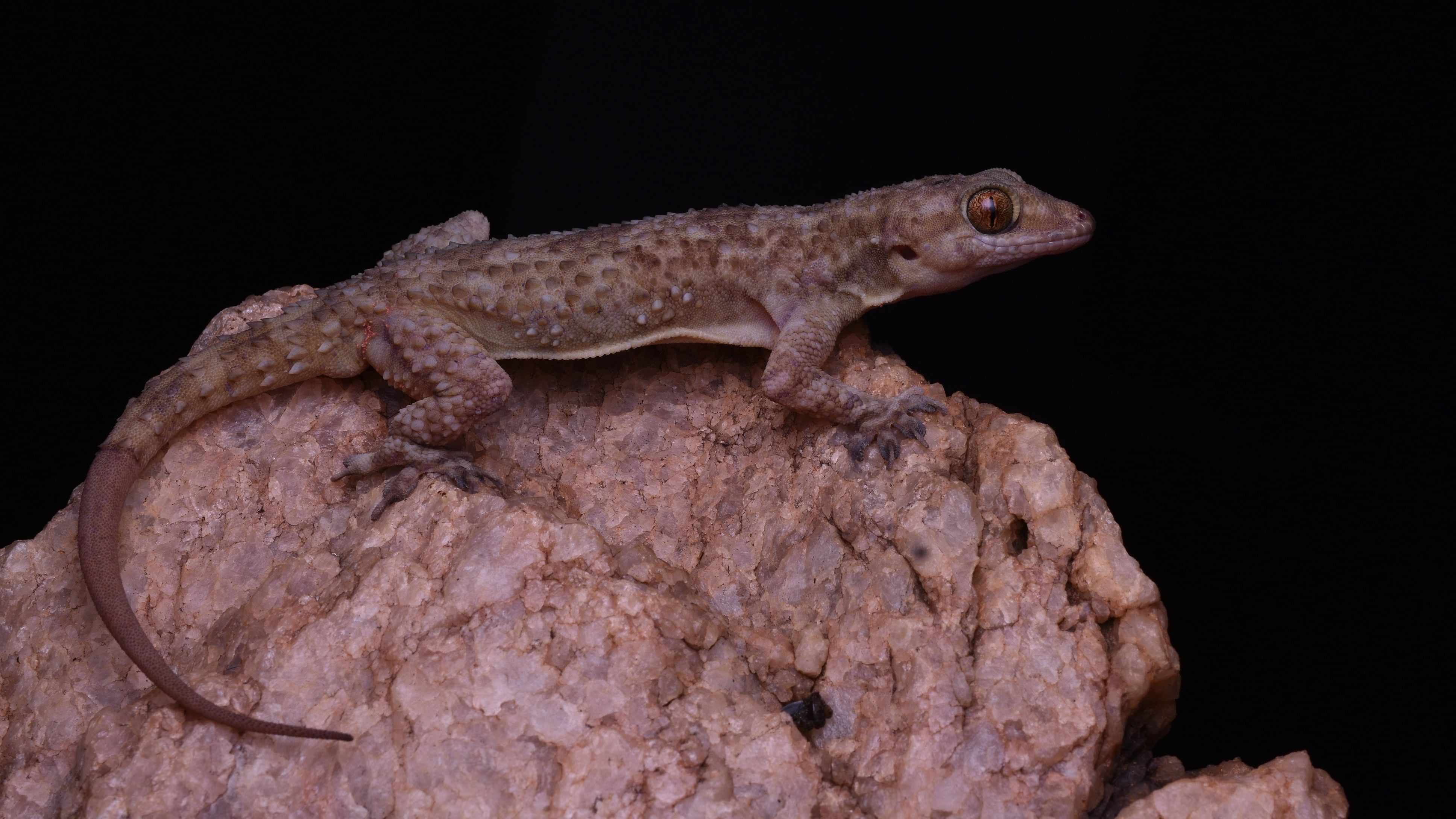 <div class="paragraphs"><p>The new species was confirmed as a member of the Hemidactylus acanthopholis sub-clade.&nbsp;</p></div>