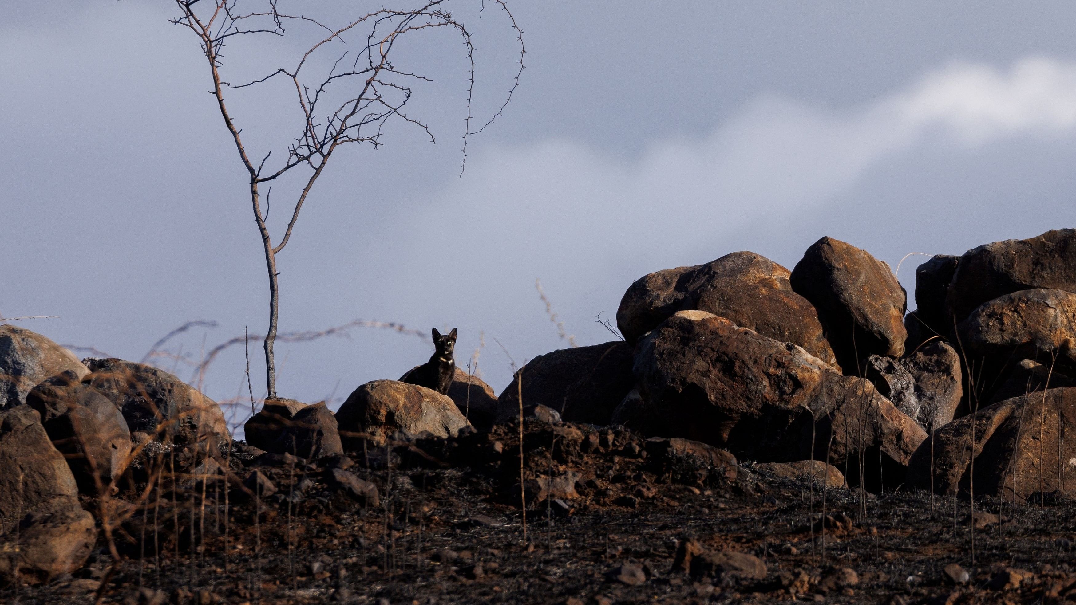 <div class="paragraphs"><p>A cat looks out from a burned open field caused by the south Maui fire as Maui island deals with the aftermath of multiple wildfires, Hawaii, US.</p></div>