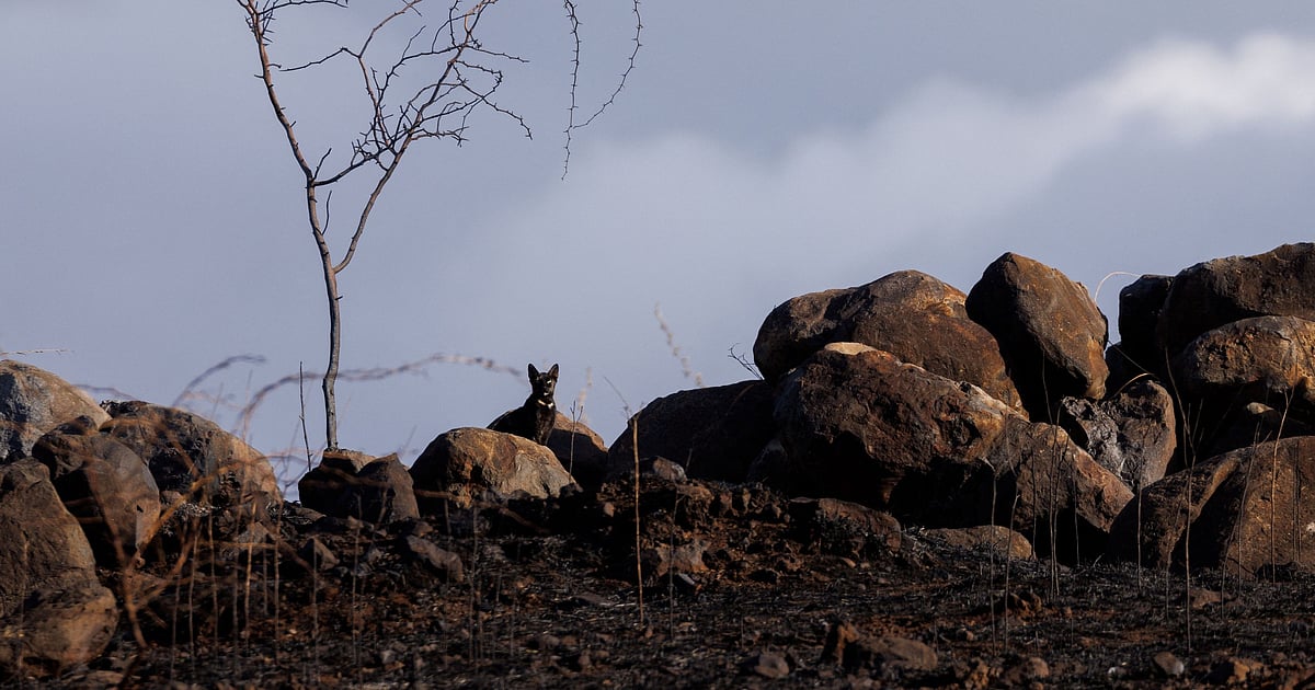 Maui tsunami all clear Maui tsunami all clear