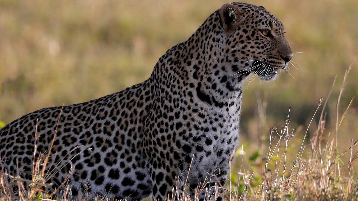 Gujarat: Toddler mauled to death by leopard in Gir Somnath district