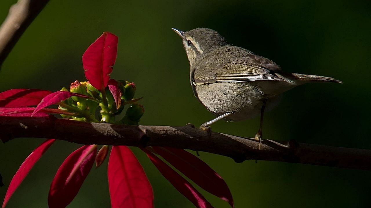 Tytler s Leaf Warbler