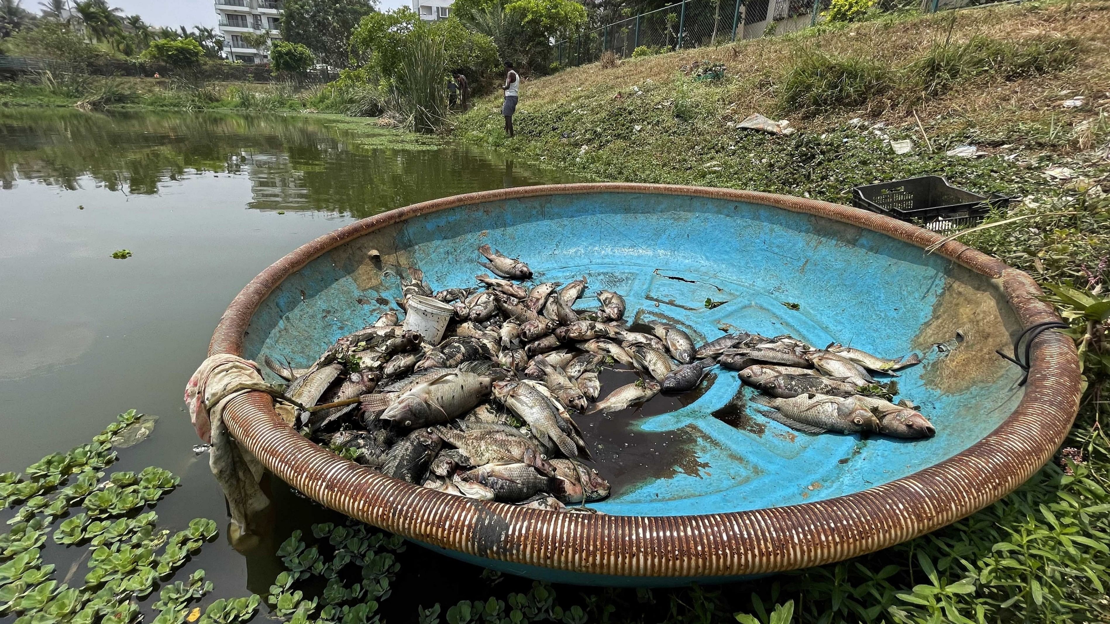 <div class="paragraphs"><p>Consuming fish from lakes can be harmful as industrial effluents contaminate the waterbodies.</p></div>