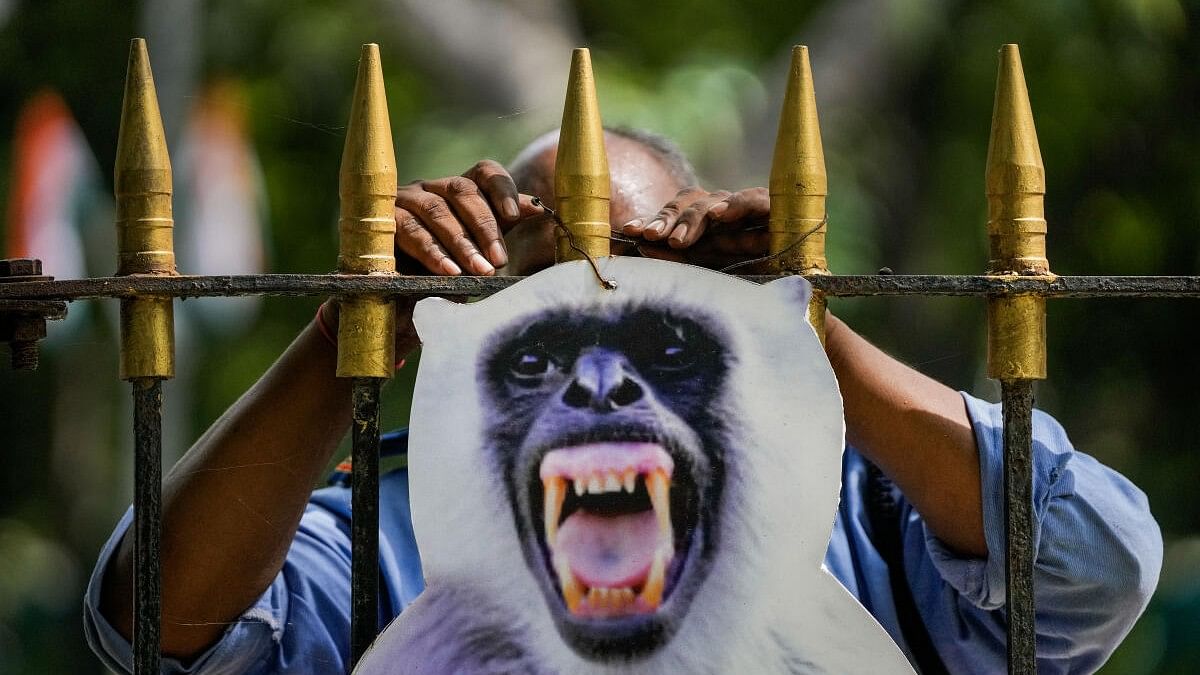 G20 summit's plan to scare off monkeys by mimicking their 'natural