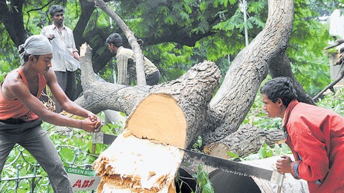 <div class="paragraphs"><p>Representative image of a tree being cut.</p></div>