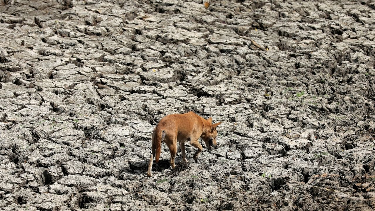 <div class="paragraphs"><p>A dog walks on the dried up bed of a lake.&nbsp;</p></div>