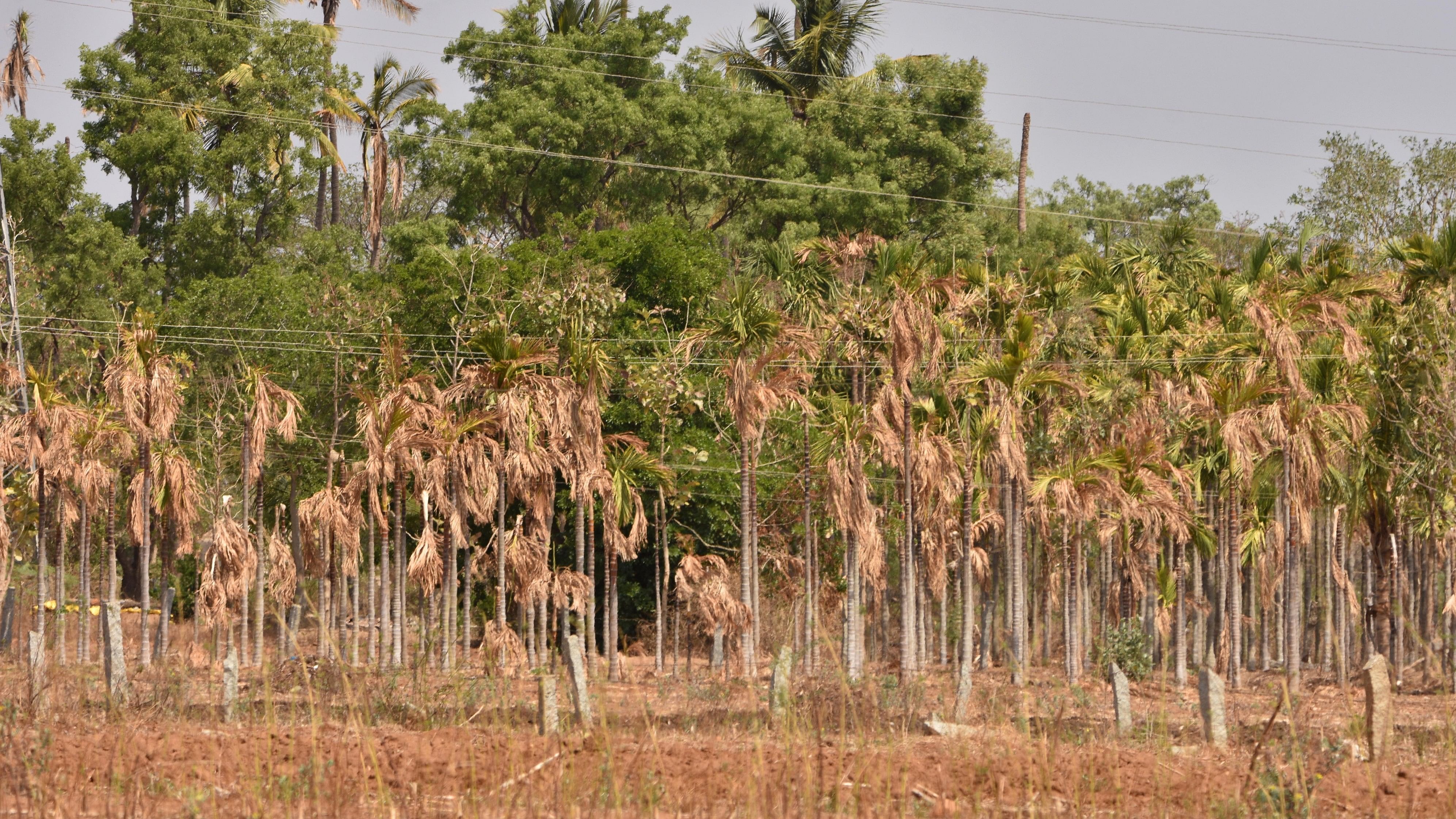 <div class="paragraphs"><p>As of date, Karnataka is facing a 26% overall rain deficit. </p></div>