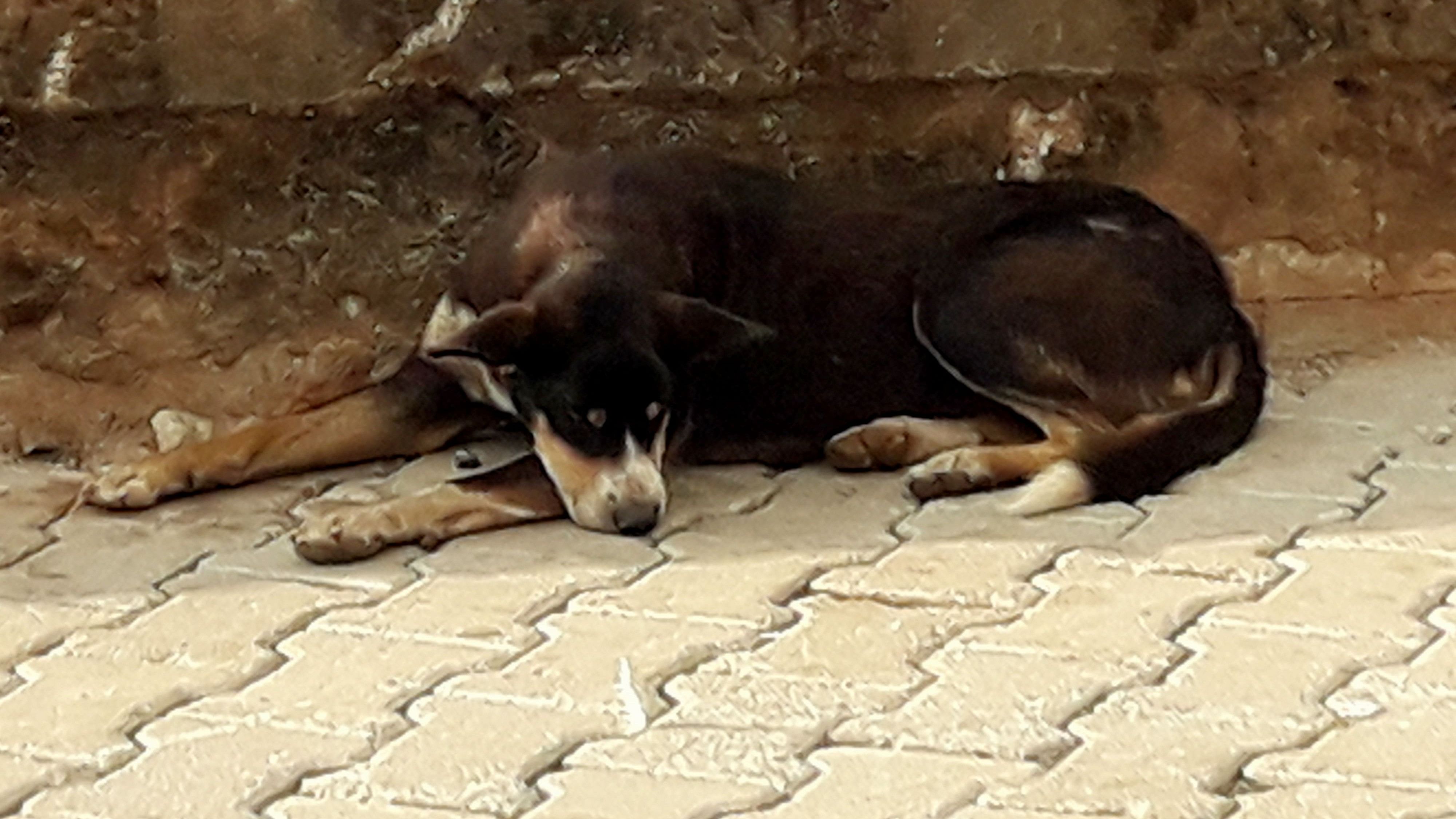 <div class="paragraphs"><p>A stray dog found in Madikeri. </p></div>