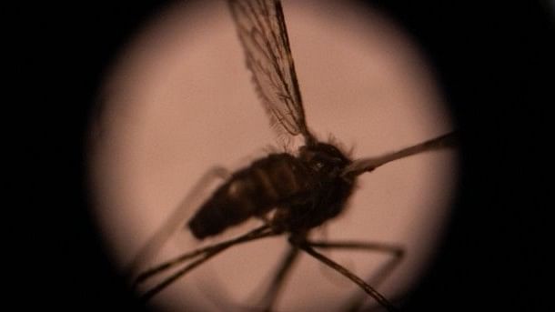 <div class="paragraphs"><p>Representative picture of a dengue-spreading mosquito. </p></div>