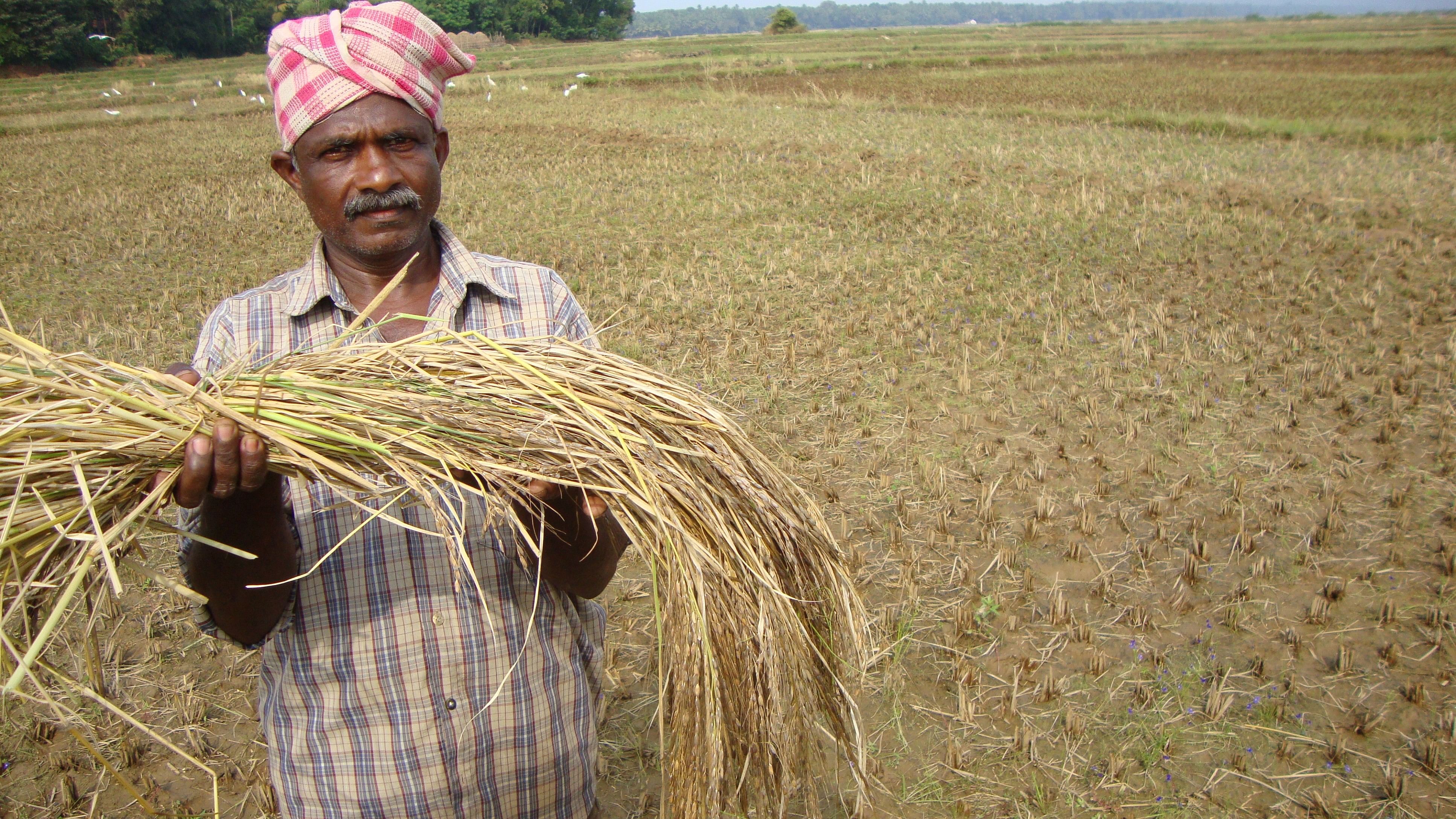 <div class="paragraphs"><p>A farmer growing Kagga paddy in Kumta in Uttara Kannada district; A close-up view of Kagga paddy; Farmers working in the paddy fields. </p></div>