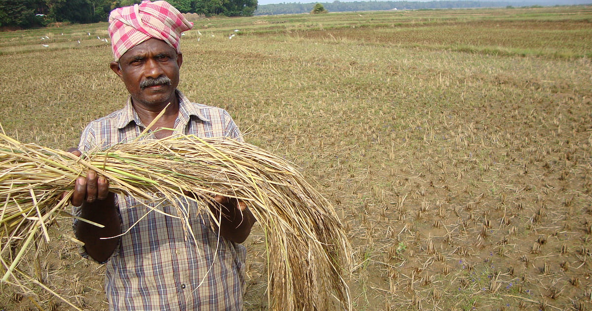 Growing in the saltlands: Kagga in Karnataka