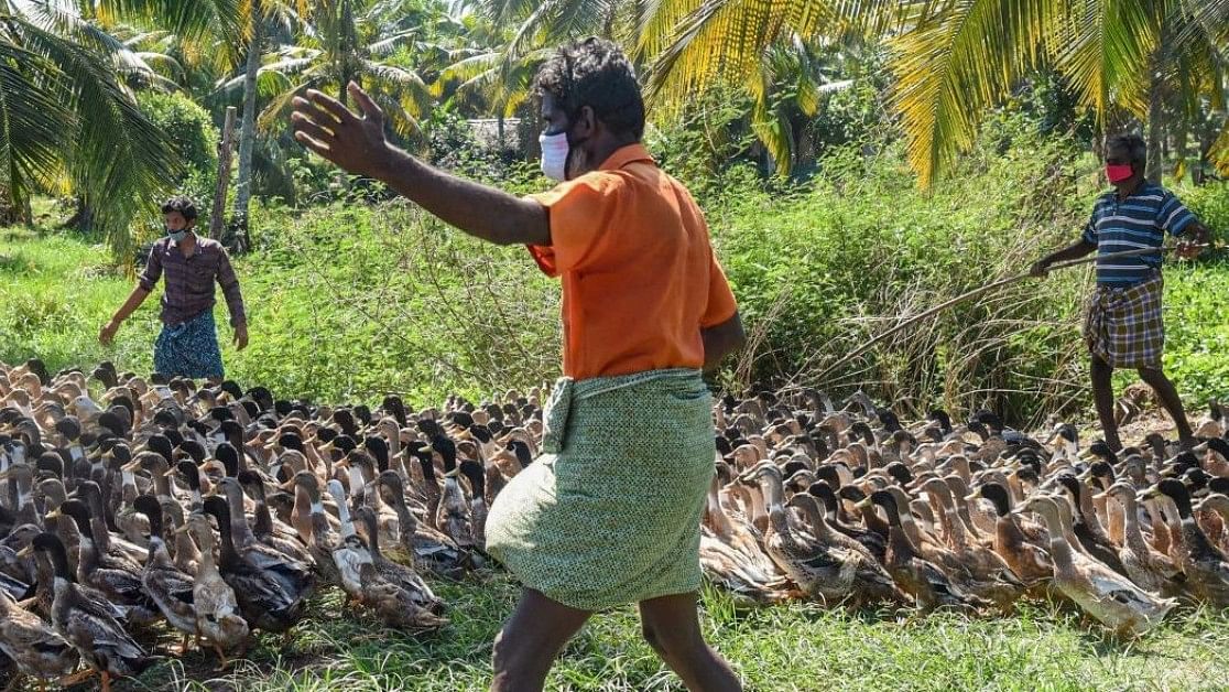 <div class="paragraphs"><p>Farmers in Alappuzha district of Kerala. </p></div>