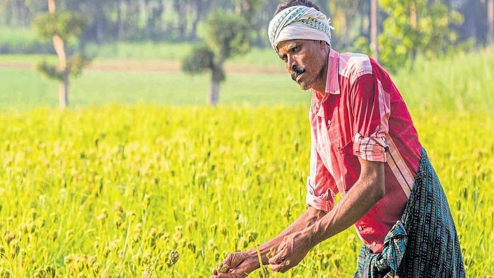 <div class="paragraphs"><p>Millet farmer in Karnataka.&nbsp;</p></div>