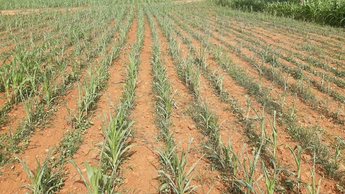 <div class="paragraphs"><p>Withered maize crop from a field in Chitradurga district. It is now good for use only as cattle fodder. </p></div>