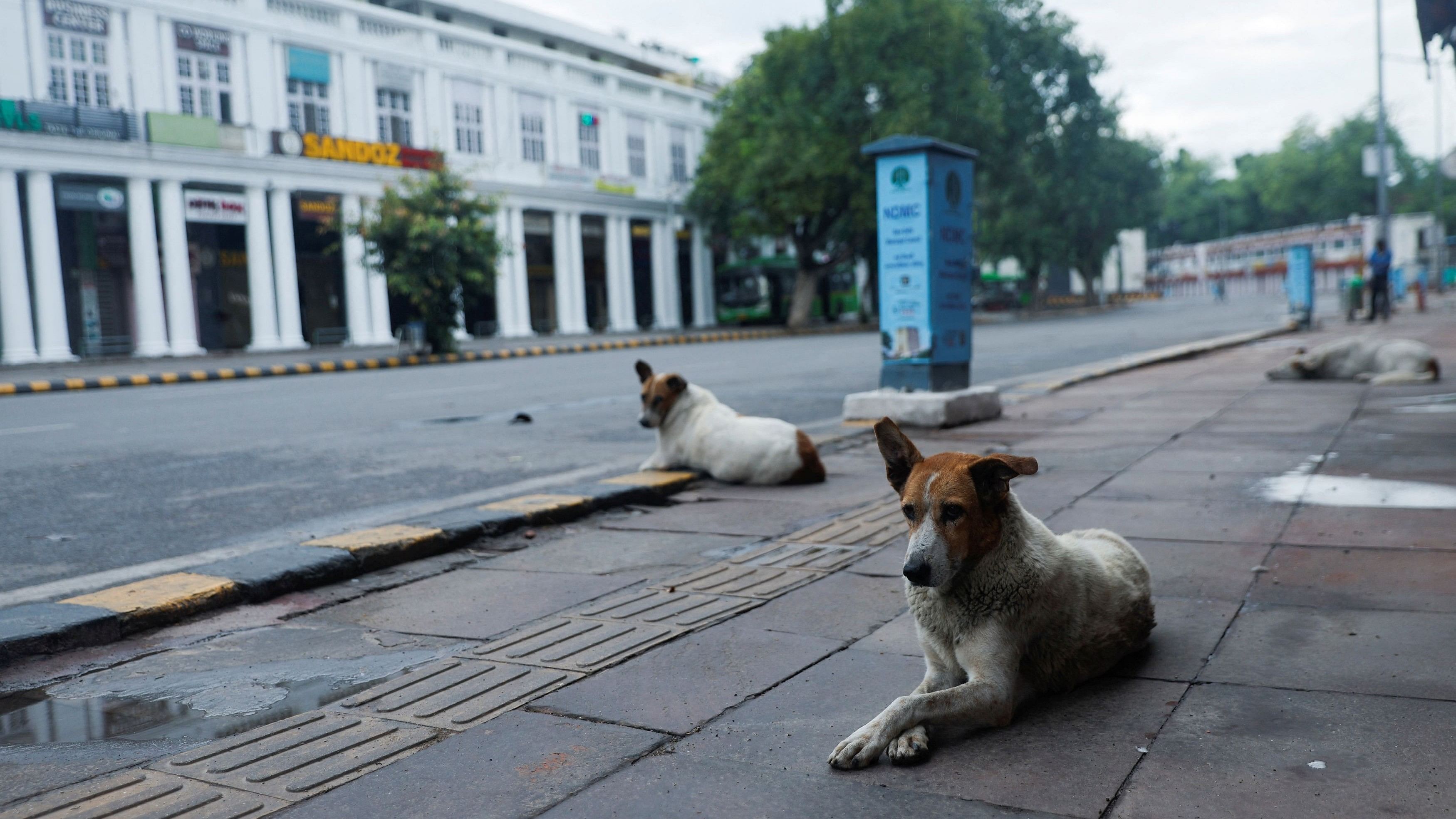 <div class="paragraphs"><p>Representative image of a stray dog.</p></div>