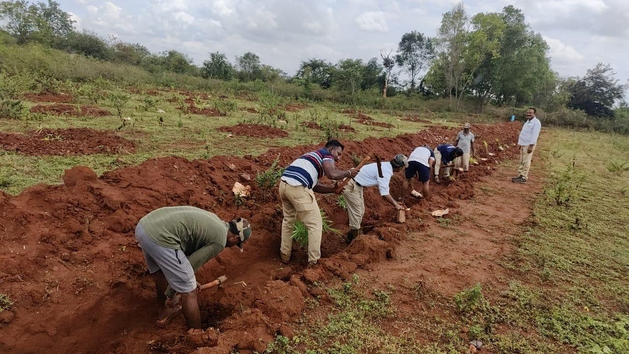 <div class="paragraphs"><p>Forest department officials plant saplings and mark boundaries at the Nadaprabhu Kempegowda Layout on Friday. </p></div>