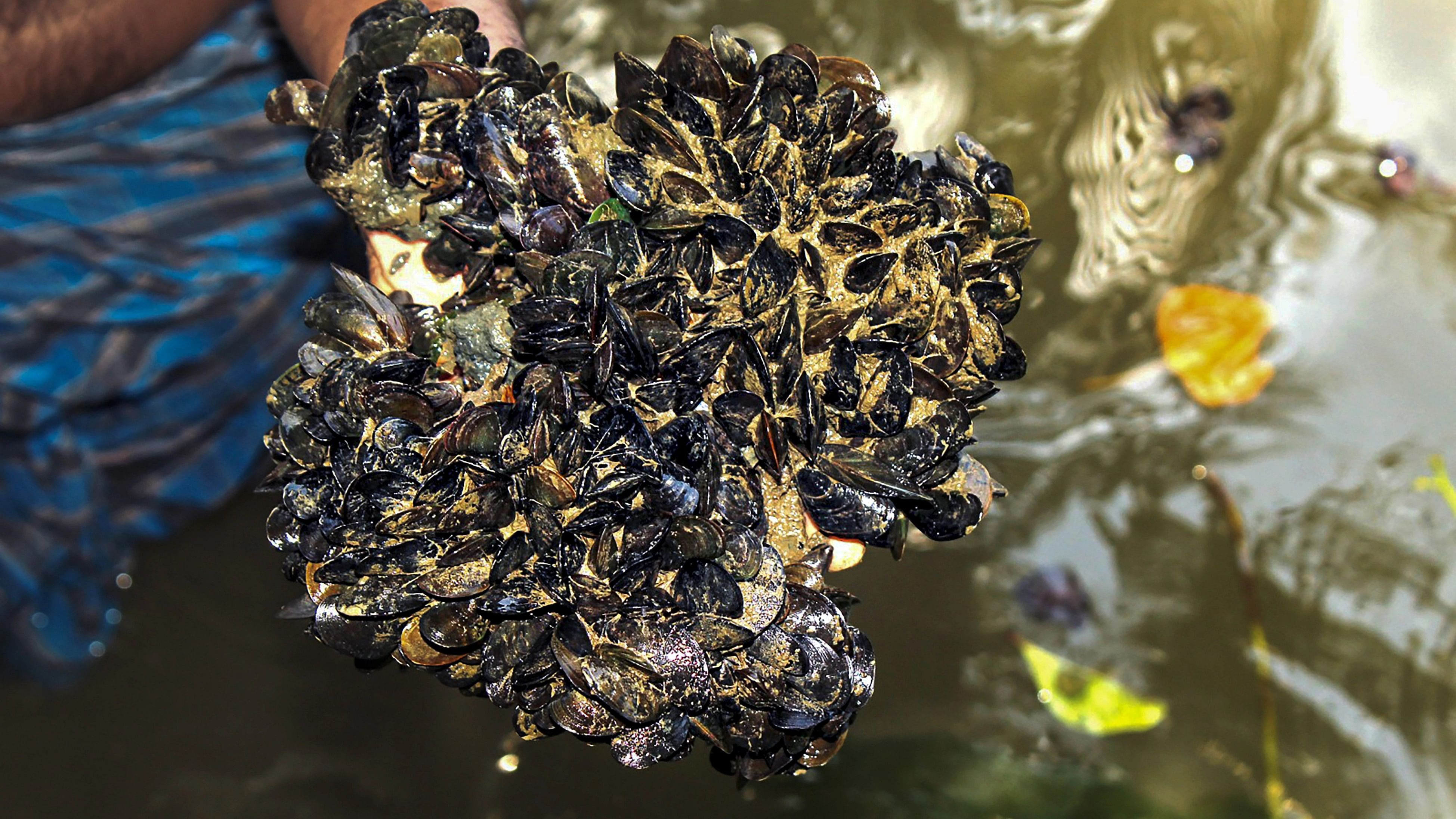 <div class="paragraphs"><p>A fisherman shows Caribbean false mussel (mytilopsis sallei), an invasive mussel species from Central and South America, in Kollam.</p></div>