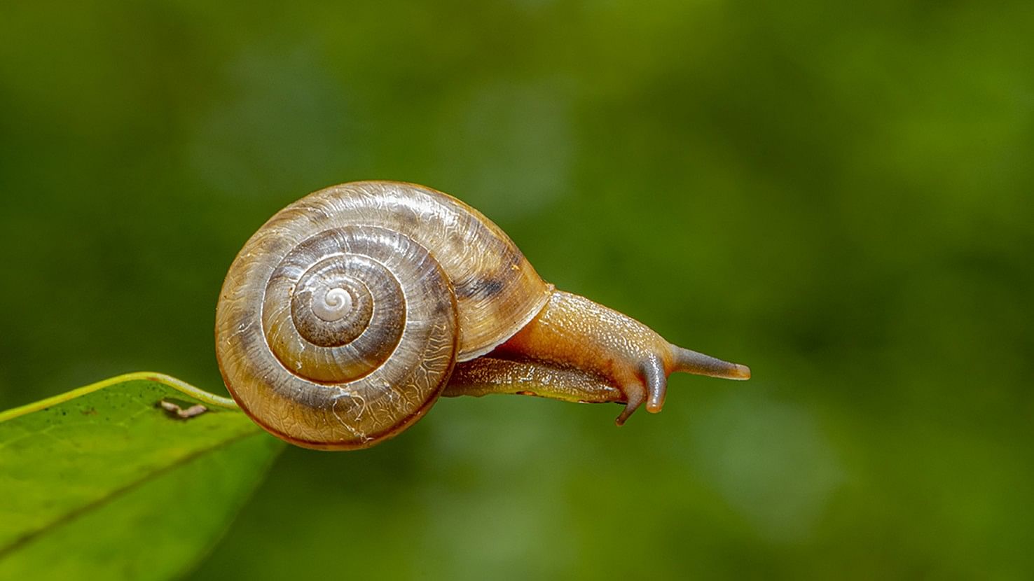 <div class="paragraphs"><p>Snails come in various sizes—weighing just a few milligrammes and small enough to fit on pin heads to the African giant snail, which may grow 25 cm long and weigh up to 25 kg.</p></div>