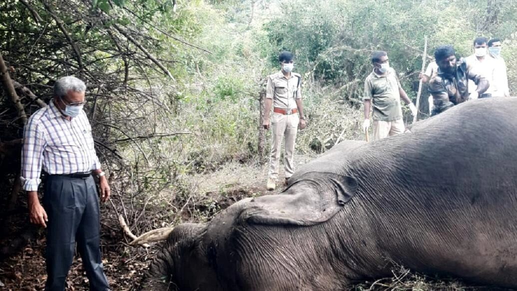 <div class="paragraphs"><p>The carcass of the elephant was discovered by a patrolling team on Wednesday.</p></div>