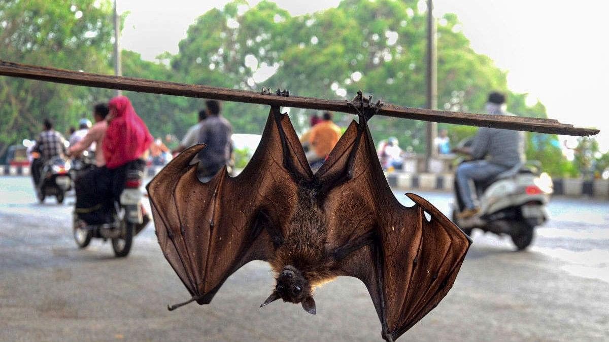 <div class="paragraphs"><p>Fruit bats are generally considered to spread the zoonotic Nipah virus.&nbsp;</p></div>