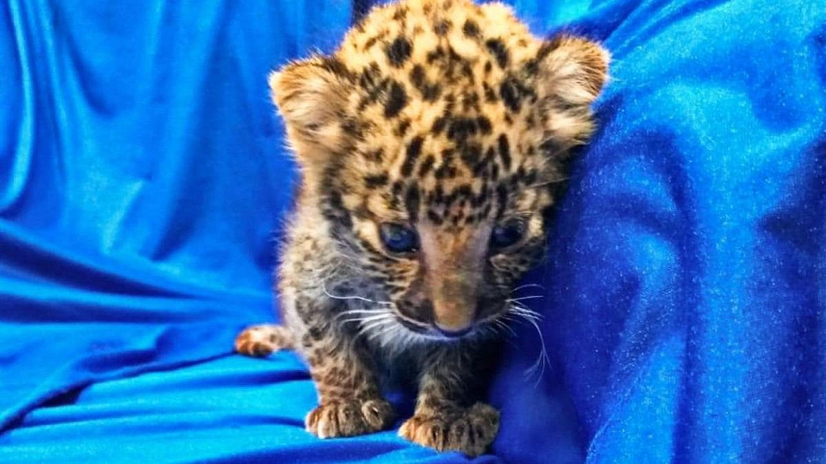 <div class="paragraphs"><p>Representative image of a leopard cub.&nbsp;</p></div>