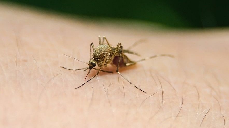 <div class="paragraphs"><p>A mosquito sitting on human skin. </p></div>
