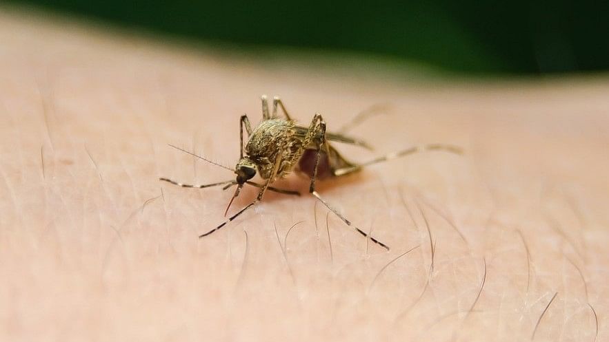 <div class="paragraphs"><p>Representative image of a mosquito.&nbsp;</p></div>