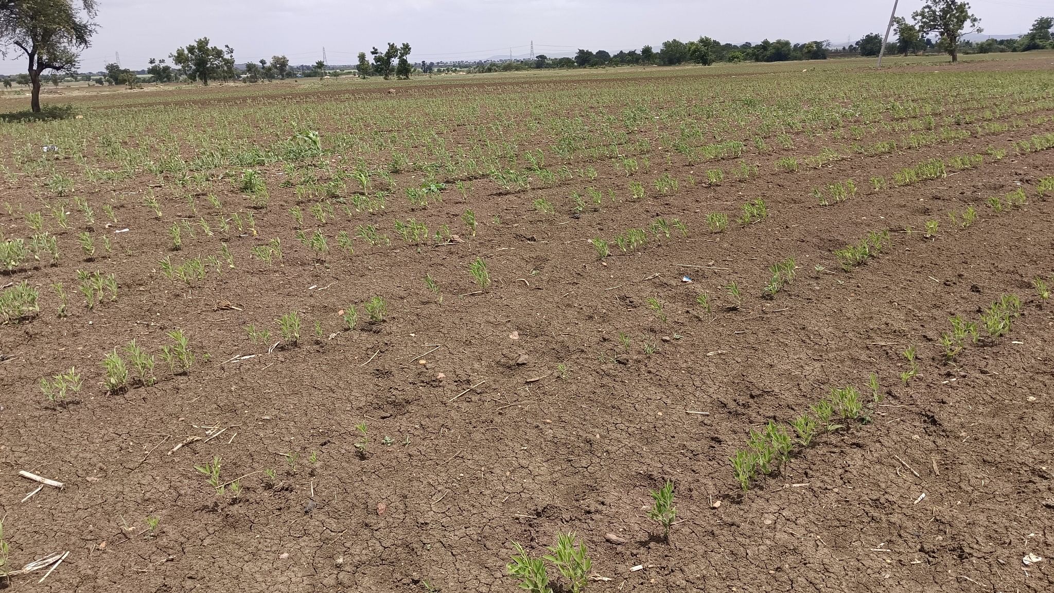 <div class="paragraphs"><p>The stunted growth of tur crop in Bagalkot district, owing to scanty rains. </p></div>