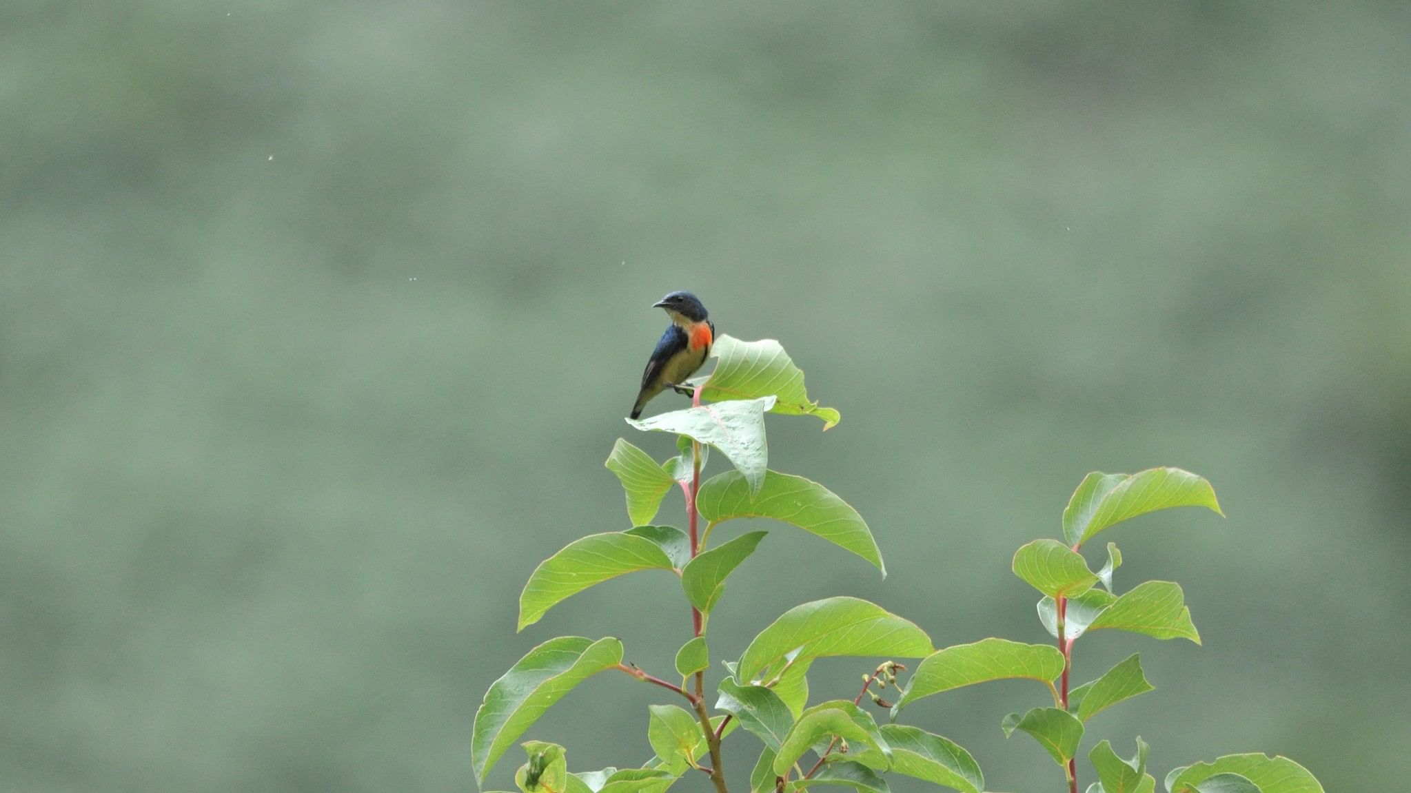 <div class="paragraphs"><p>Changes to microclimate often affect smaller birds, such as the Fire Breasted Flowerpecker, the smallest bird in India. </p></div>