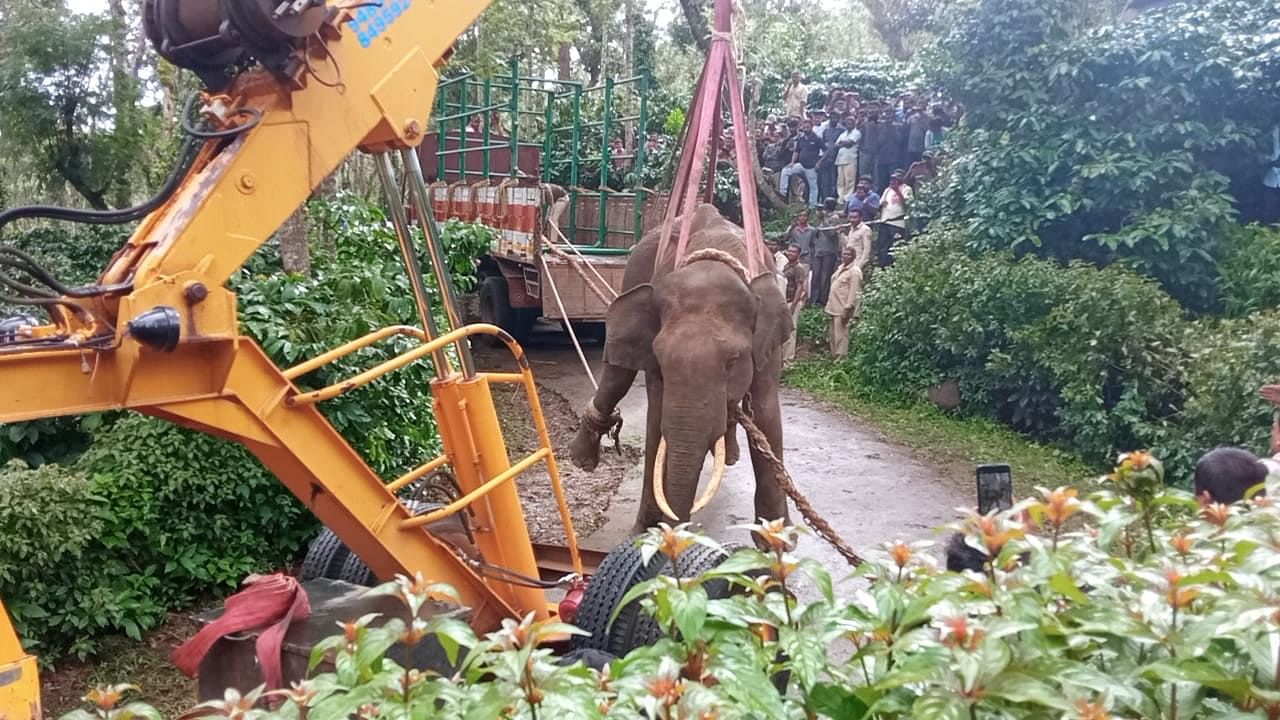 <div class="paragraphs"><p>The tusker being lifted through a crane, to be shifted to a lorry.&nbsp; </p></div>