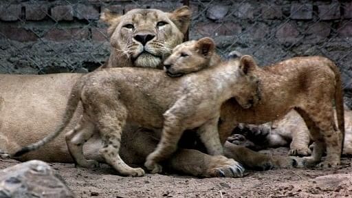 <div class="paragraphs"><p>Lioness Roopa gave birth to two cubs. While the first was stillborn, the second was kept under observation of veterinarians.</p></div>