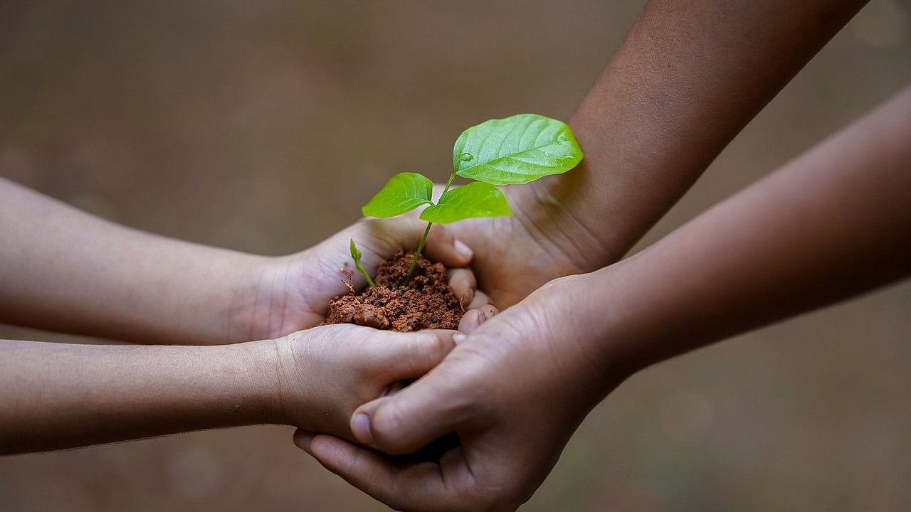 <div class="paragraphs"><p>Representative image of planting sapling.</p></div>