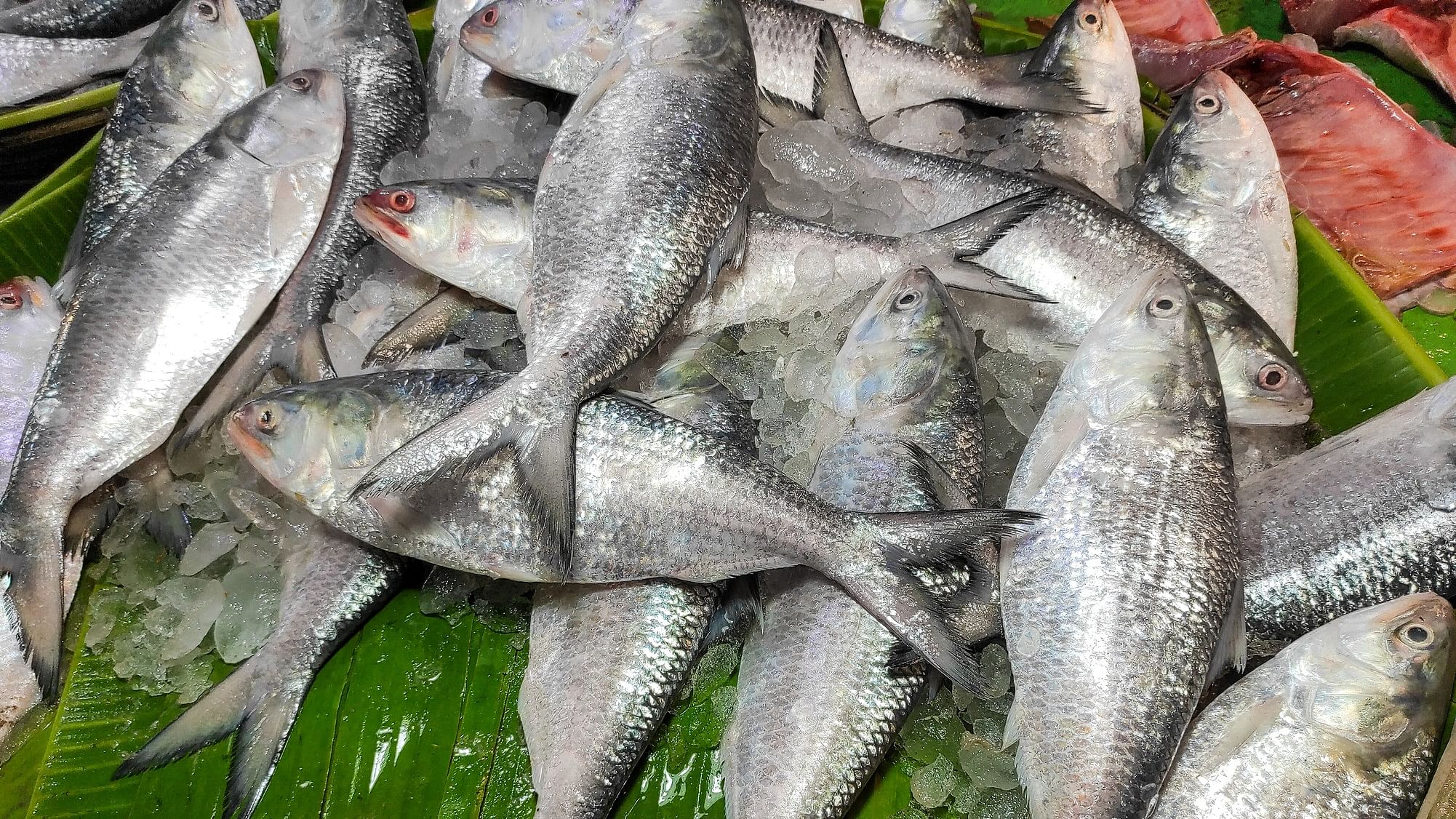 <div class="paragraphs"><p>Representative image of Hilsa fish</p></div>