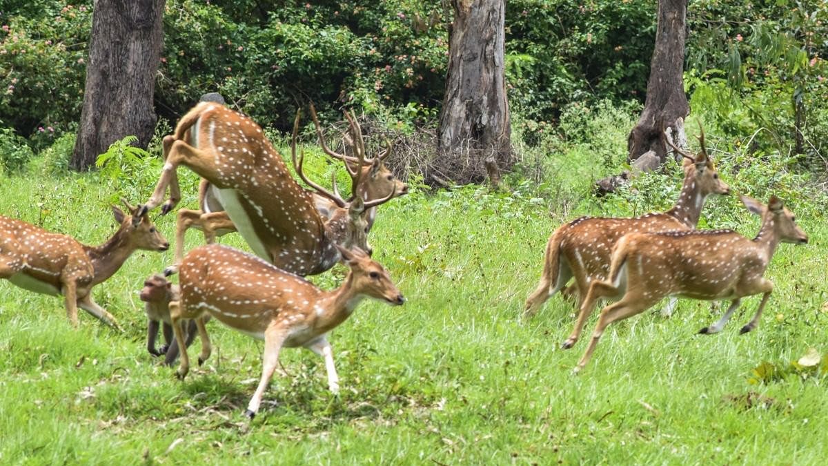 <div class="paragraphs"><p>Spotted deer; image for representation only. </p></div>